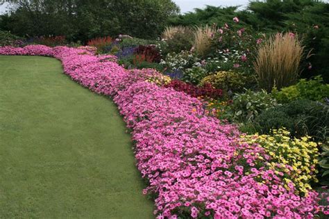 Wave Petunia As Ground Cover Curb Appeal Pinterest Sun Planters