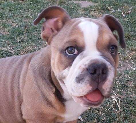 Amazing English Bulldog Puppies For Sale In California Of All Time The