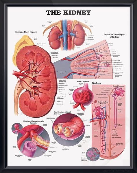 And renal parenchymal disease refers to the damage that occurs in renal parenchyma. Small Kidney With Renal Parenchymal Disease - kidneyoi