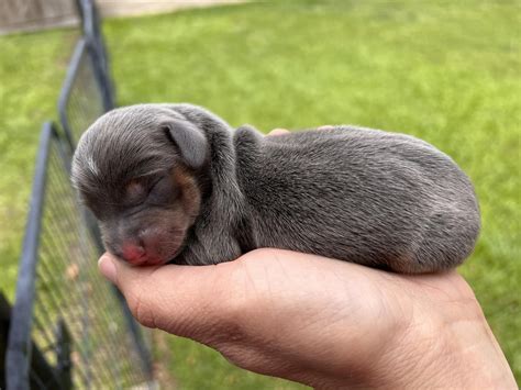 4J's Cajun Kennels - Home