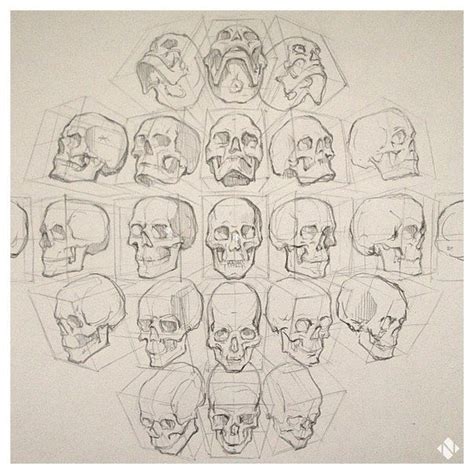Headskull Reference With Images Drawing Heads Skeleton Drawings