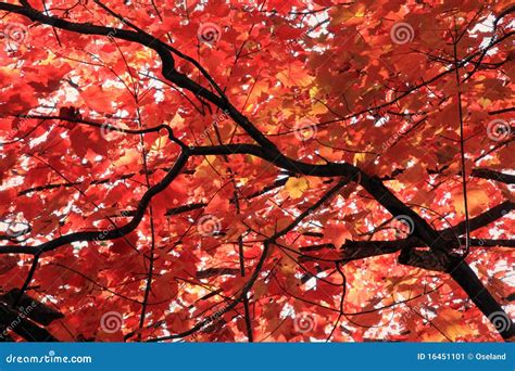 Red Maple Leaves Stock Image Image Of Branch Maple 16451101