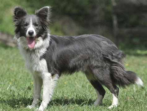 Border Collie Colors Learn All The Options Out There