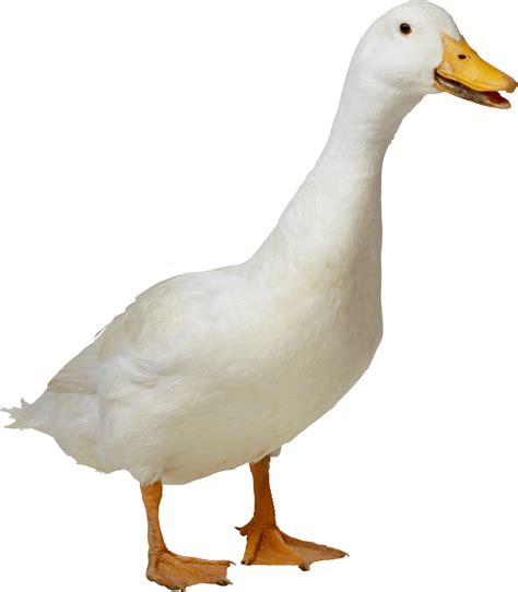 White Duck Transparent Png Stickpng