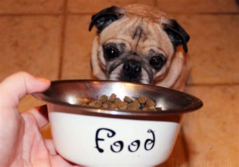 Best Dog Food For Pugs What To Feed Your Pug And Feeding Tips