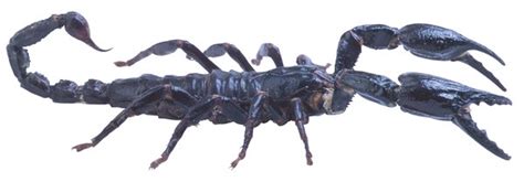 What Happens If A Malaysian Black Forest Scorpion Stings You Animals