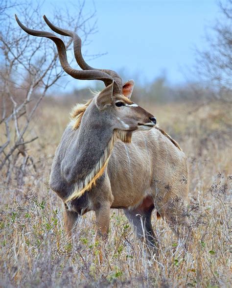 Greater Kudu Bull Tragelaphus Strepsiceros With Impressive Spiral