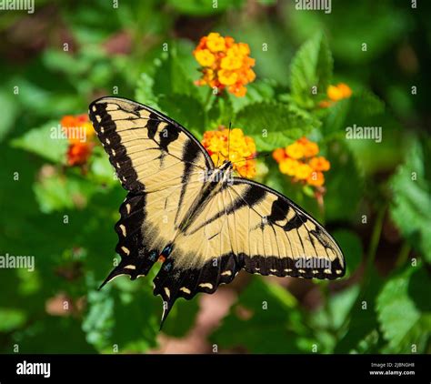 Eastern Tiger Swallowtail Butterfly Papilio Glaucus Feeding On