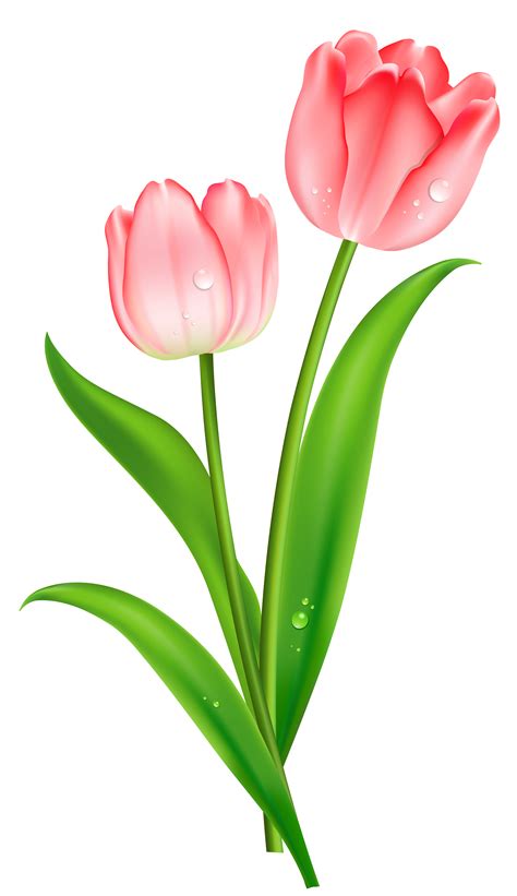 Download Tulip Clip Art Hq Png Image Freepngimg