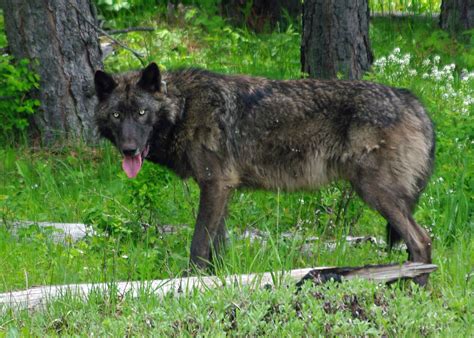 Oregons Wolf Population Grows To 173 But Pack Count Remains At 22