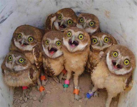 A Group Of Happily Surprised Baby Owls Raww