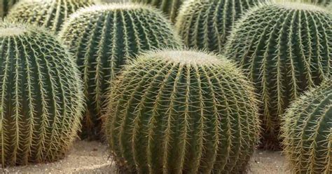 Please share your stories with us in the. Can You Eat Cactus: A Guide About Edible Cactus Plants ...
