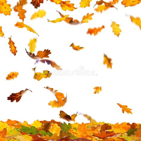 Autumn Oak Leaves Stock Illustration Illustration Of Leaves 56882576