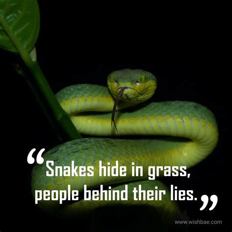 45 Snake Quotes Captions And Sayings Wishbae