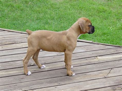 Advice from breed experts to make a safe choice. Sri Lankan Dog Lovers: Picture Gallery 1