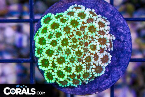 New Frags Added Big Man Made Ricordea Rocks Top Colonies~