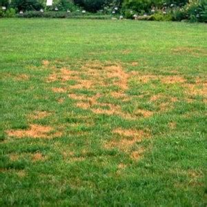 The size of the plugs and the holes they create vary in width and depth, depending on the machine used. How to Treat Lawn Fungus | Patuxent Nursery