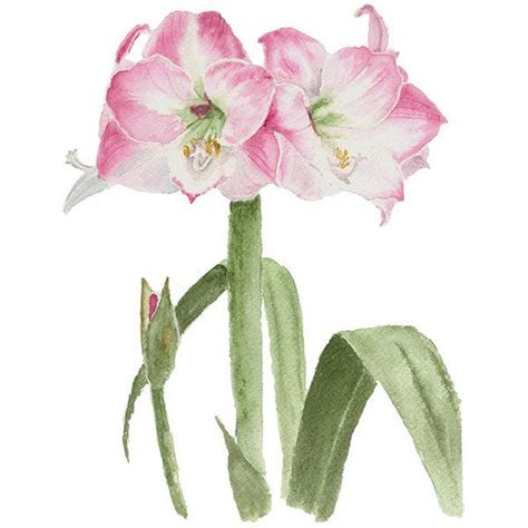Amaryllis Print From My Original Watercolor Floral Watercolor Pink