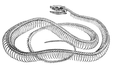 Antique Illustration Of Snake Skeleton Stock Illustration Download