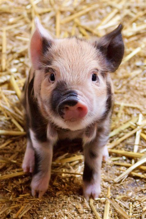 Adorable Baby Pigs Wallpapers Top Free Adorable Baby Pigs Backgrounds