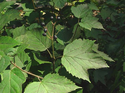 Viburnum Leaves