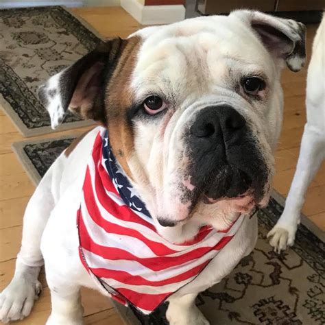 Meet gringo, an american bulldog & staffordshire bull terrier mix dog for adoption, at narlypup rescue in islip terrace, ny on petfinder. American Bulldog Rescue - 501C3 Not-for-Profit Dog Rescue ...