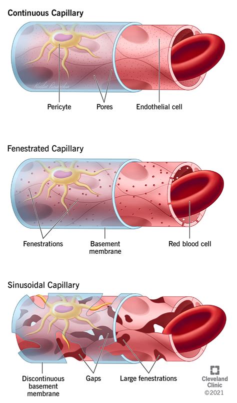 Five Types Of Blood Vessels