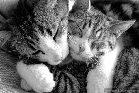 Hug Cats Couple Love Romantic Kittens Loveliness
