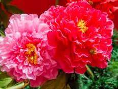 Are peonies a good cut flower? Peonies and Similar Flowers | DIY