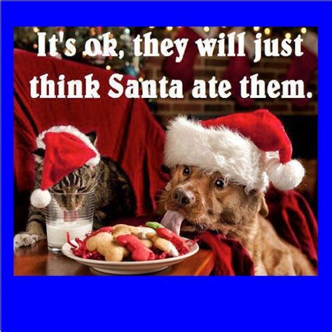 Funny Christmas Memes Clean Christmas Animals Funny Christmas