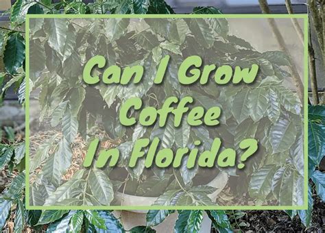 Growing Coffee In Florida How To Grow And The Best Soil For Your Plant