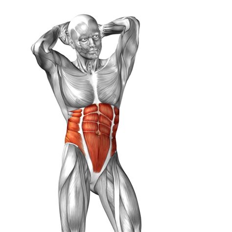 Find out more about the individual muscles within the chest anatomy by clicking their respective links throughout this page. Display of abdominal muscles and abdominal oblique Figure free download