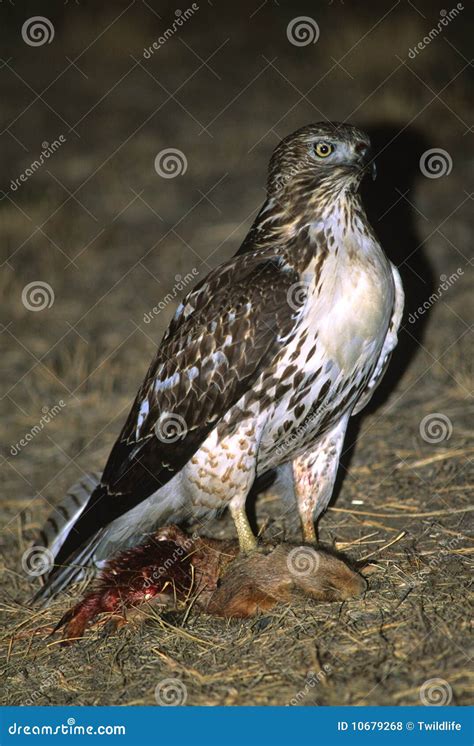 Red Tailed Hawk With Prey Stock Photo Image Of Prey 10679268
