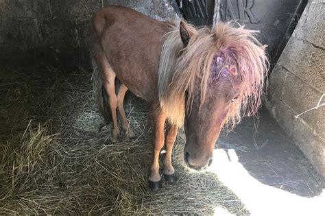 Emaciated And Wounded Pony Found Wandering On Busy Main Road In West