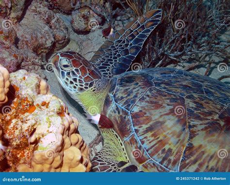 A Hawksbill Sea Turtle Eretmochelys Imbricata In The Red Sea Stock
