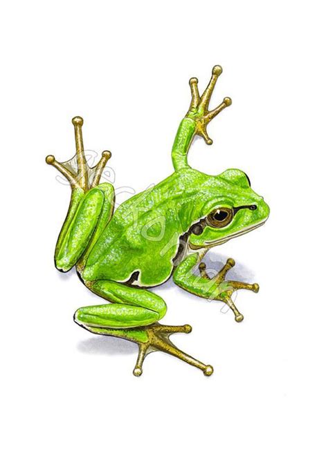 Unavailable Listing On Etsy Frog Art Frog Drawing Frog Illustration