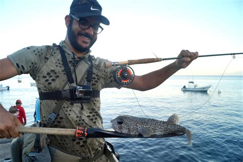 Puffer Fish On The Fly Fishing