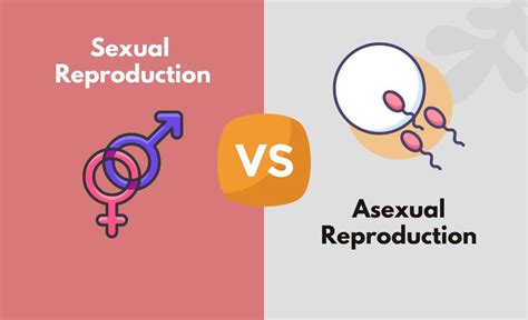 Sexual Reproduction Vs Asexual Reproduction What S The Difference