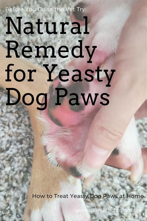 How To Treat Yeasty Dog Paws Naturally Dog Skin Remedies Dog Itching