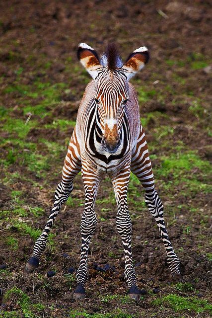20 Cute Baby Zebra Pictures And Photos Free Download Funnyexpo