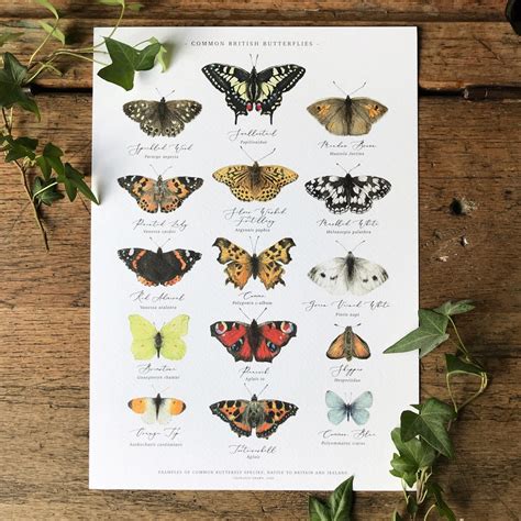 British Butterflies Chart A Print Etsy