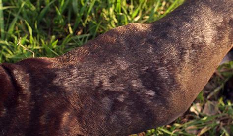 How Can I Treat Ringworm On My Dog At Home