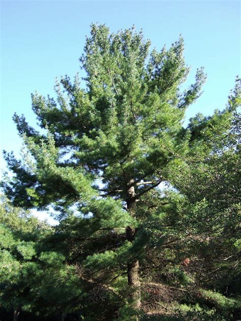 Use Evergreens To Make An Impact Fast Growing Shade