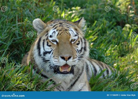 Tiger Head Portrait Royalty Free Stock Images Image 1118699