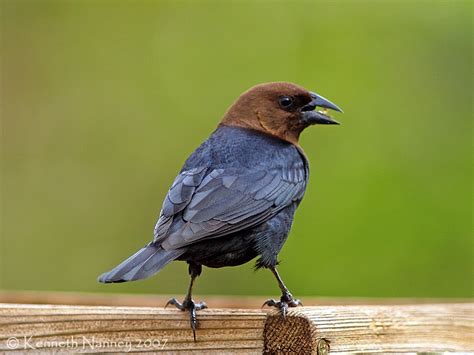 Brown Headed Cowbird Region 2 Texas Bird Image Archive