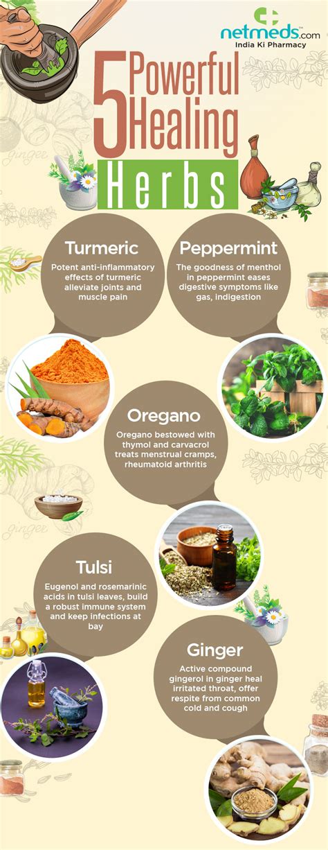 5 Mighty Healing Herbs That Promote Overall Health Infographic
