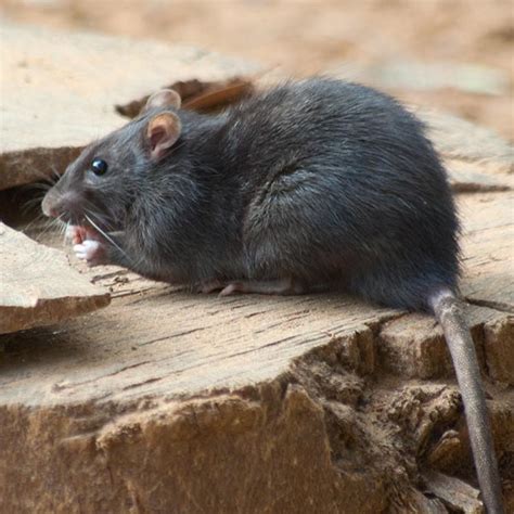 Rat And Mice Control Services In London Go Pest