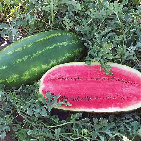Wd 04 61 F1 Hybrid Watermelon Seeds Ne Seed