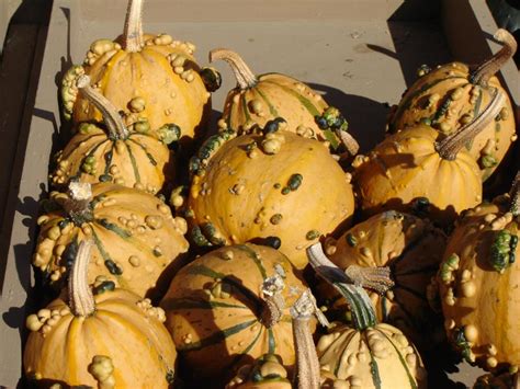 Pumpkins Gourds And Squash Borchard Farms