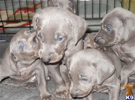 Weimaraner Puppy For Sale Blue Weimeraner Puppies 13 Years Old